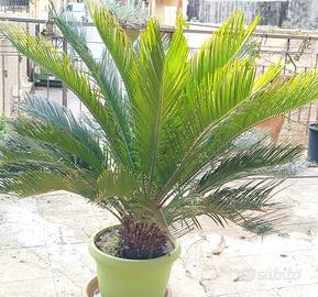 cikas pianta in vaso 