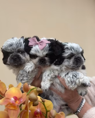 Cuccioli pechinese