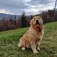 Golden retriever americano monta