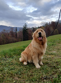 Golden retriever americano monta