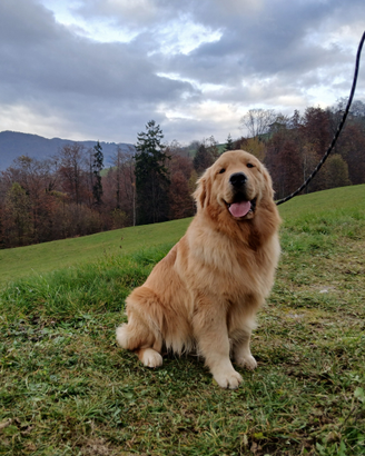 Golden retriever americano monta