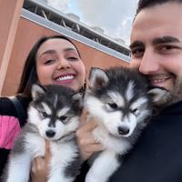 Cuccioli husky pedigree