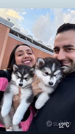 Cuccioli husky pedigree
