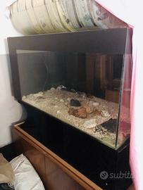 Acquario