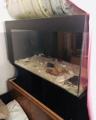 Acquario