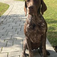 Bracco tedesco per accoppiamento