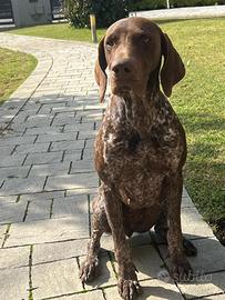 Bracco tedesco per accoppiamento