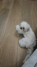 Maltese Coreano