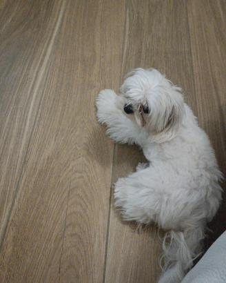Maltese Coreano