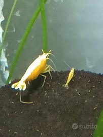 Caridine Yellow neon Fire