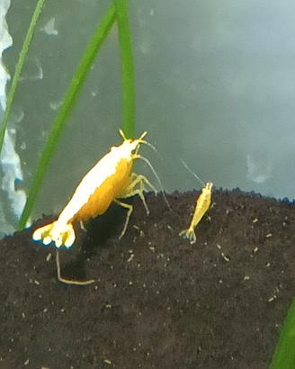 Caridine Yellow neon Fire