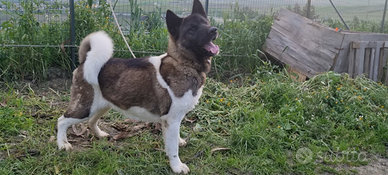 Femmina di Akita Americano