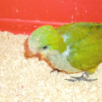 Parochetto monaco allevato a mano