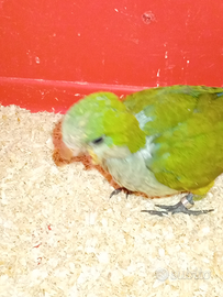 Parochetto monaco allevato a mano