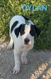 Cucciolo Femmina e maschio 3 mesi