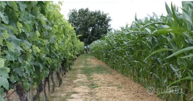 Terreno agricolo unico corpo