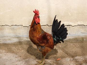 Gallo siciliano