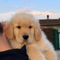 Golden Retriever linea americana cuccioli esclusiv