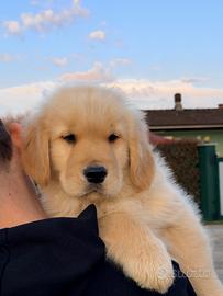 Golden Retriever linea americana cuccioli esclusiv