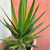 Piante di yucca