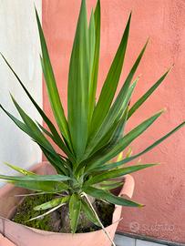 Piante di yucca