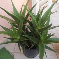 pianta di  aloe