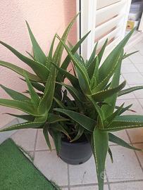 pianta di  aloe