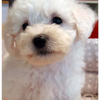 Cuccioli di BICHON A POIL FRISE