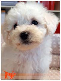 Cuccioli di BICHON A POIL FRISE