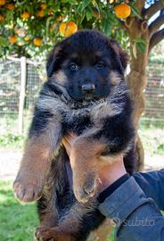 Cuccioli Pastore Tedesco