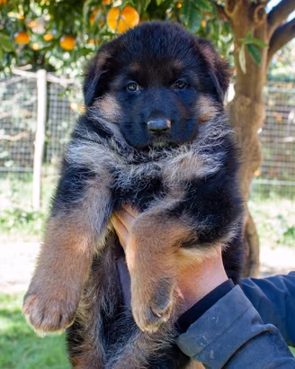 Cuccioli Pastore Tedesco