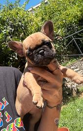 Bulldog francese