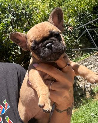 Bulldog francese