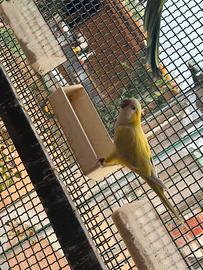Coppia monaci