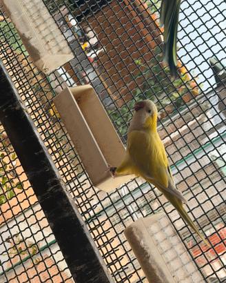 Coppia monaci