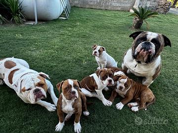 American bulldog
