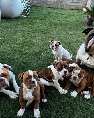 American bulldog
