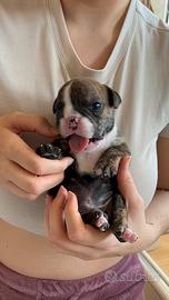 Bulldog inglese tigrato