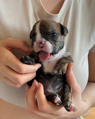 Bulldog inglese tigrato