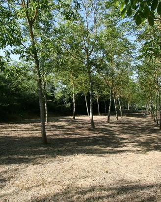 TR53 - Foiano terreno di metri 5348