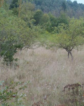 Terreno Agricolo