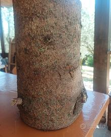 Tronco legno di pino