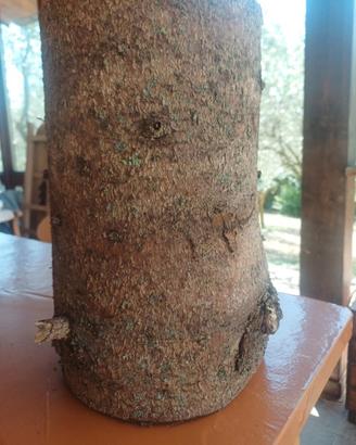 Tronco legno di pino