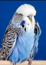 Cocorite Inglesi Taglia e Qualità