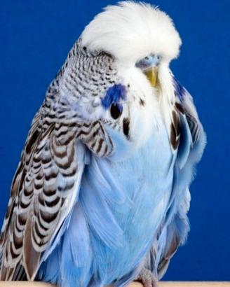 Cocorite Inglesi Taglia e Qualità