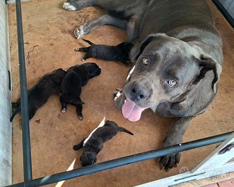 Cane corso