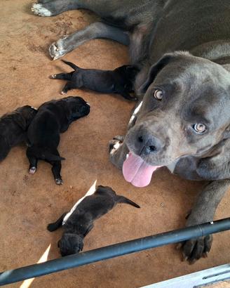 Cane corso