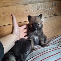 Volpini nani tedeschi