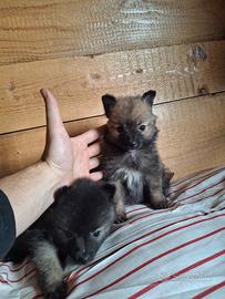 Volpini nani tedeschi