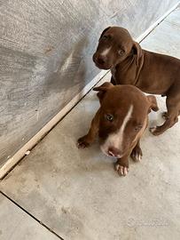 Coppia rednose maschietto e femminuccia
